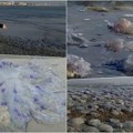 Prizor iz horor firma na plaži na Balkanu: Mrtve životinje su svuda, širi se neprijatan miris (foto)