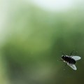 Kako efikasno ukloniti muve iz kuće i sprečiti njihovo ponovno pojavljivanje