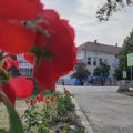 Danas, pred Ivanjdan, pletu se venčići od ivanjskog cveća: Šta oni zapravo simbolizuju