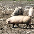 Afrička kuga svinja divlja u Srbiji! Eutanazirano više od 11.000 grla, stižu maksimalno pooštrene kazne, a evo šta će biti sa…