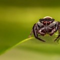 Šest trikova kako da zauvek oterate paukove iz kuće