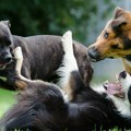 Na svetu ima 340 rasa pasa: Kako su svi povezani sa divljim vukovima