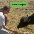 Крава која даје најбоље месо и млеко: На само сат од Београда слободно живи 200 водених бивола