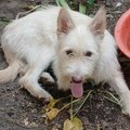 Udomi, ne kupuj: Lena je divne naravi, vrlo je mazna i umiljata