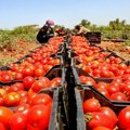 Jordan i Turska prednjače u izvozu povrća i voća u Izrael