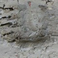 Mrki medved banuo u goste rezervatu „Obedska bara” Dovoljno je povećati oprez, bez panike, procena je da će se mlada…