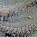 Čudno stvorenje gmizalo po plaži, ljudi ostali u šoku: Ovo je opasan predator! Pazite se njegovih oštrih dlaka
