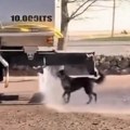 Kome je vruće neka kupi jahtu ili nađe cisternu: Način na koji je ovaj pas uspeo da se rahladi oduševio je sve