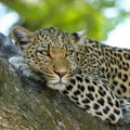 Leopard pobegao iz ograđenog prostora "Biblijskog zoo vrta" i zadao smrtonosne povrede dreseru koji ga je hranio