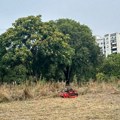 6 gradova Srbije na udaru ambrozije: "Svrbe me čak i uši, ovo je jedan pakao"