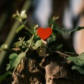 Horoskop za 24. septembar: Impulsivne reakcije ne idu u prilog Raku, Strelac deluje zavodljivo i privlačno
