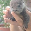 Beba vidra nađena u selu kod Trstenika: Mladunče prebačeno u Beo zoo-vrt (foto)