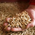 Zima bez peleta? Zalihe prazne, građani sumnjaju da se veštački drži cena