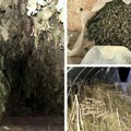 Policija otkrila 200 kila marihuane Uhapšen vlasnik imanja kod Loznice