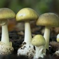 Jestive ili otrovne? Evo kako da razlikujete gljive u prirodi