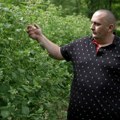 Малинари из Ариља разочарани, кажу да је откупна цена понижавајућа: "Овогодишњи род био одличног квалитета"