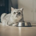 Pet namirnica koje mogu biti zdrav dodatak ishrani mačke
