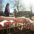 Bolest svinja preti celoj privredi Srpske: Nije opasna za ljude, ali uništava stočni fond
