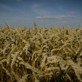 Ukrajina planira da tuži Poljsku, Mađarsku i Slovačku zbog zabrane uvoza hrane