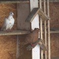 Sudbina golubarstva: ko čuva najstariju somborsku vrstu