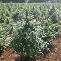 (Foto) otkrivena najveća plantaža marihuane: Neverovatna zaplena u Crnoj Gori: Policija mesecima radila na složenom slučaju
