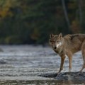 Uhvaćen evroazijski vuk koji je pobegao iz ograđenog prostora u zoološkom vrtu: Evo gde se krio sve vreme!