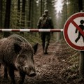 Kazne do tri miliona dinara: Ministarstvo uvelo obavezne mere protiv afričke kuge svinja
