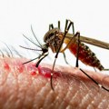 Batut objavio važne preporuke: Evo kako da se zaštitite od groznice Zapadnog Nila