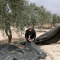 Izraelski doseljenici napali najmanje osam palestinskih sela, ometana berba maslina
