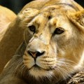 Ušao u kavez sa lavom da napravi selfi, životinja ga ubila: Čuvar nije uspeo da spreči tragediju