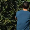 13.500 € Po hektaru, a prinose daje skoro 40 godina! Ova biljka je izuzetno isplativa i nije teška za održavanje