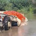 Poljoprivrednik iz Leskovca izručio iz prikolice ogromnu količninu paradajza u Južnu Moravu
