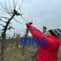 Voćari već zasukali rukave: Rezidba voća u srpskim selima u punom jeku, ovo su pravila koja morate znati (FOTO)