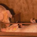 Tri žarišta afričke kuge svinja u Srbiji: Apel veterinara da stočari prijave bolest i ozbiljno shvate sve simptome