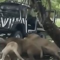 Čopor lavova pojeo čuvara pred turistima! Jeziv snimak, raskomadali ga, kamera sve snimila!