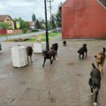 Čopor lutalica izujedao ženu u rupčinama na Čukarici: Psi kidisali na nju jer je napravila ovu kobnu grešku