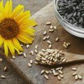 Jedna šaka dnevno: Nutricionisti otkrivaju prednosti semenki suncokreta
