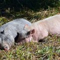 Hitne i rigorozne mere širom Srbije zbog afričke kuge svinja
