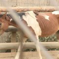 Zoo planet: U udesu u Nišu stradao još jedan konj iz krda koje se slobodno kreće gradom