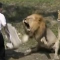 Sveštenik ušao u kavez da pokrsti lavove, usledio horor: Kamera zabeležila jeziv prizor, zver ga nije štedela! Video