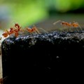 Ovi mravi mogu da ubiju ljude i stoku, a sad su na neverovatan način preživeli poplave u Australiji
