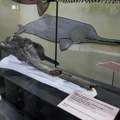 Naučnici u Peruu pronašli fosil rečnog delfina starog 16 miliona godina (foto)