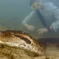 Užas Ubijena najveća zmija na svetu: Lovci nisu imali milosti, a otkrivena je pre samo 5 nedelja