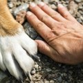 Opasni psi rezultat su nesavesnih vlasnika: Šta kaže zakon – kakva su pravila za vlasnike opasnih pasa?