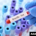 Sarajevska općina Vogošća proglasila stanje prirodne nesreće zbog pojave bruceloze