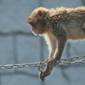 Japanski zoo vrt primio više hiljada čestitki povodom prvog rođendana makaki majmuna Panča koji je postao internet senzacija…