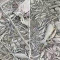 Sablasni prizori u reci koja je proletos poplavila sela: Suša dovela do pomora ribe, situacija je alarmantna