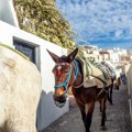 Pokušale da spasu magarce od turista, pa doživele brutalan napad na Santoriniju VIDEO