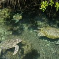 Dve morske kornjače položile jaja na obali Španije