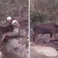 Naljutio jelena, pa umalo nastradao: Dokačio ga rogovima i razvlačio po zemlji, kamera sve snimila